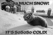 cat-frozen--so-cold-Pus.jpg