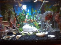 10%20Guppy%20tank.jpg
