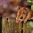 ratsremovalinmelbourne